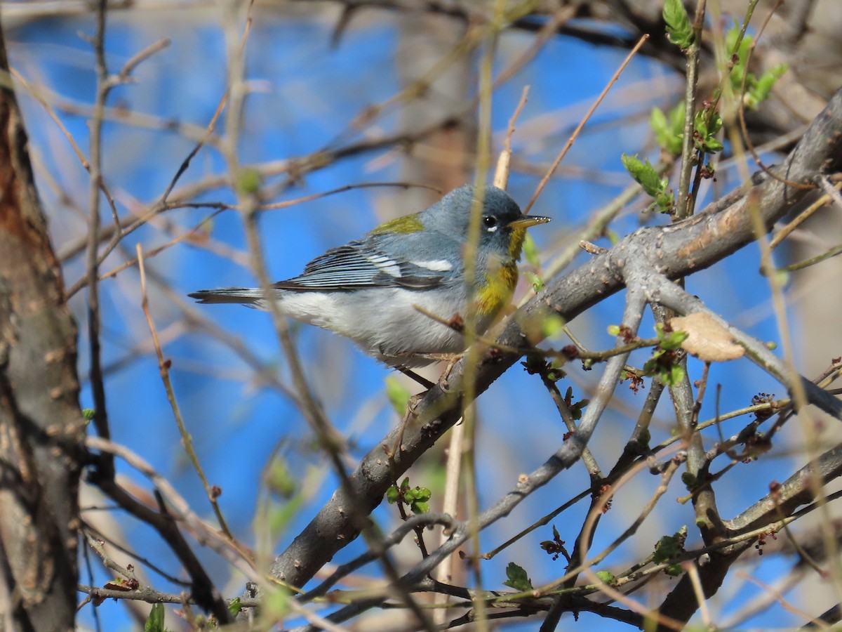 Northern Parula - ML617068046