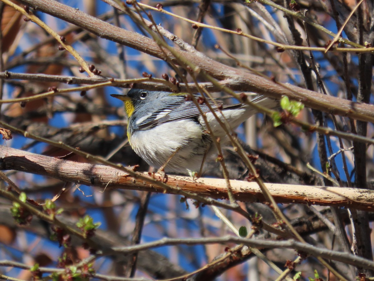 Northern Parula - Kara L