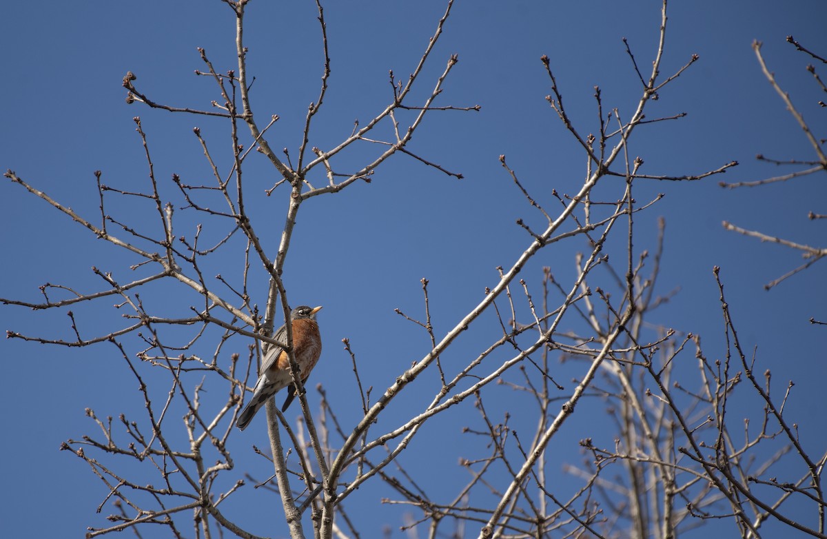 American Robin - ML617068064