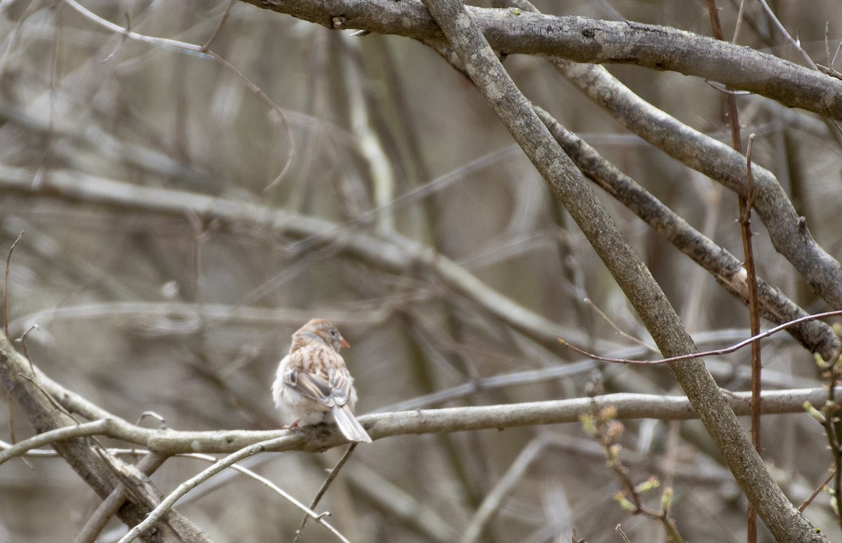 Field Sparrow - ML617068077