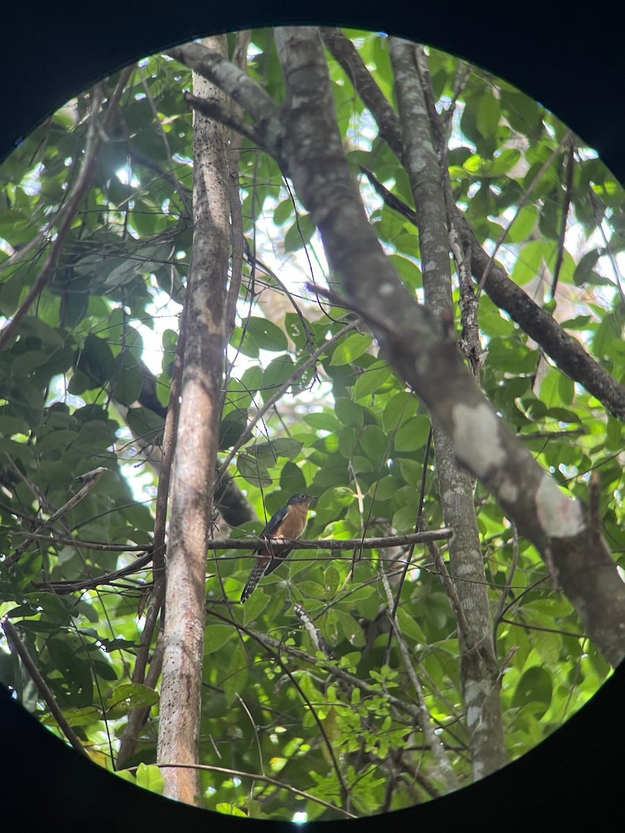 kukačka hnědobřichá - ML617068081