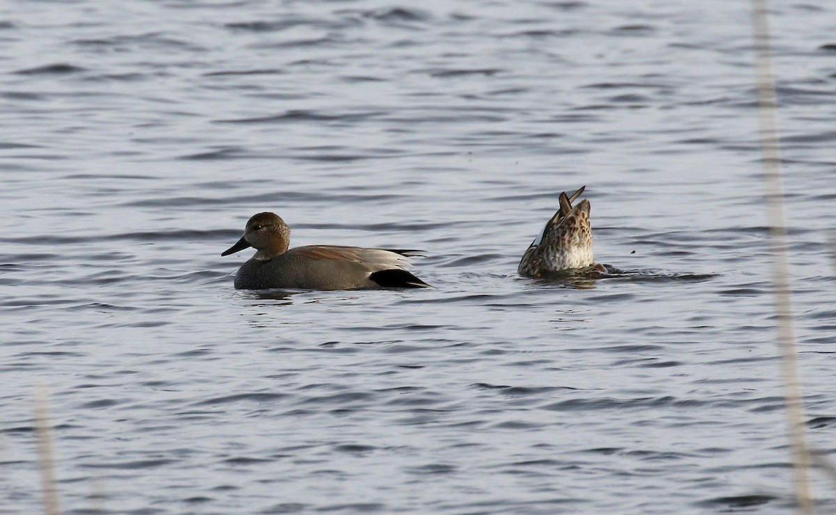 Canard chipeau - ML617068127