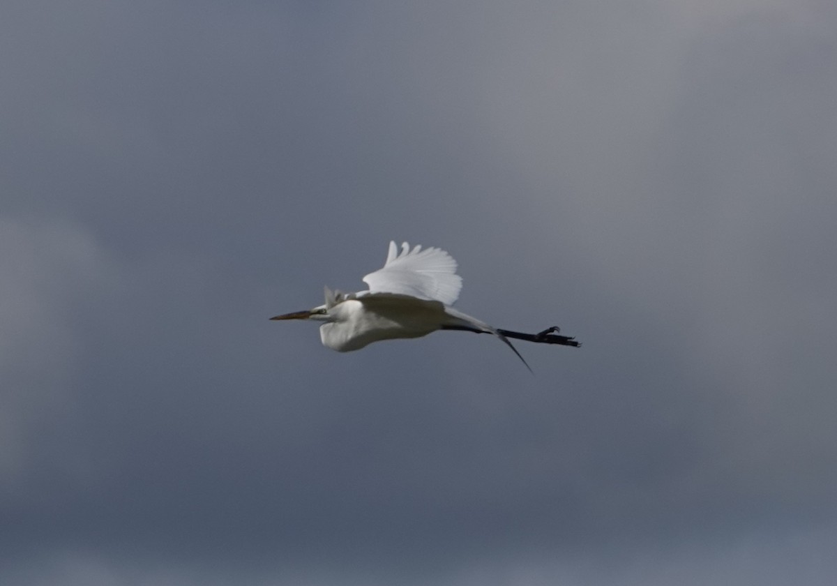 Great Egret - ML617068153