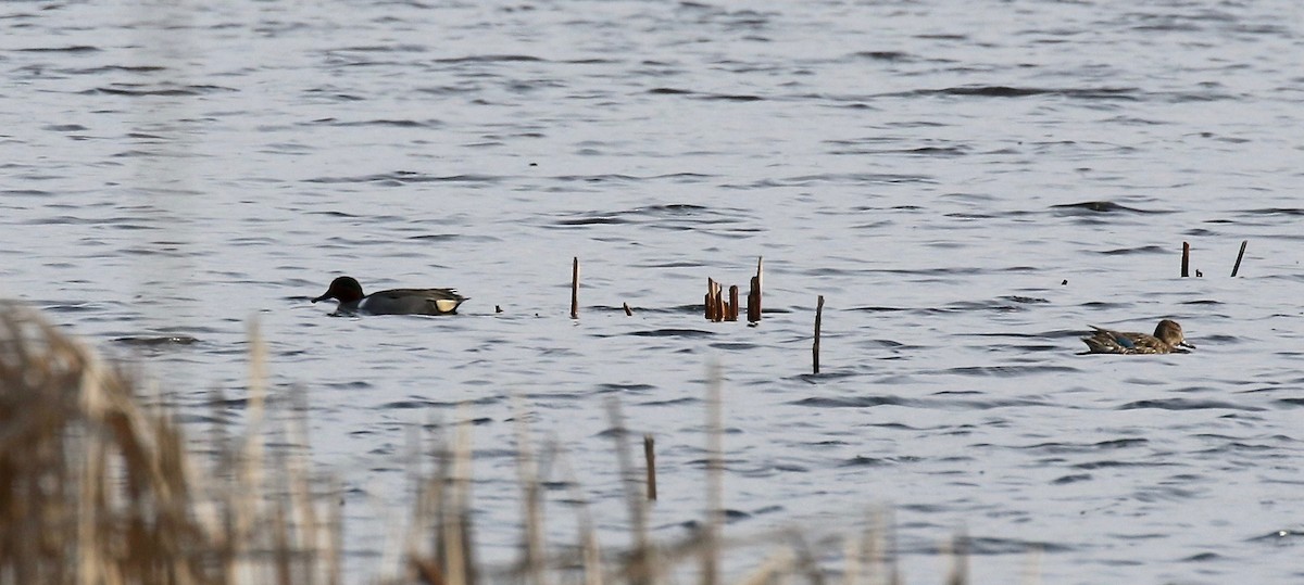 Green-winged Teal - ML617068176