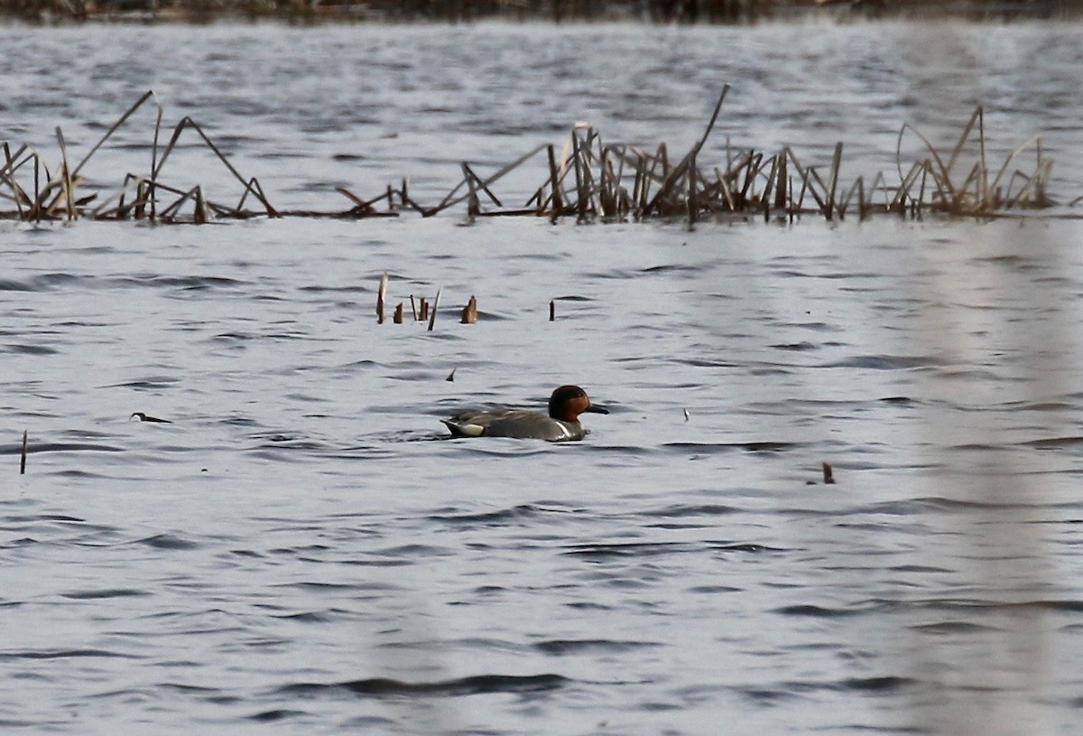 Green-winged Teal - ML617068177
