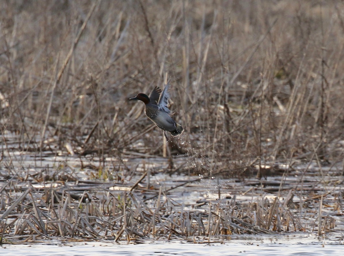 Green-winged Teal - ML617068178