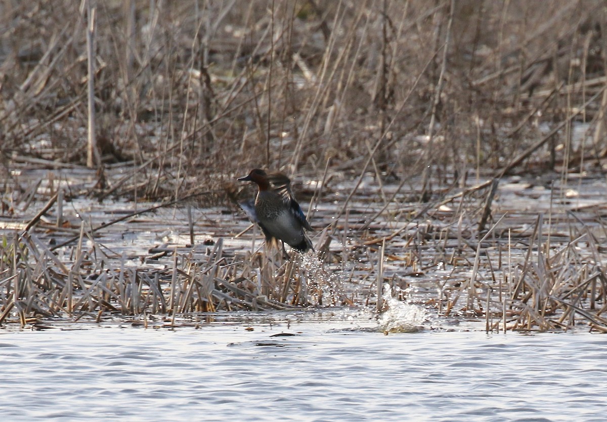 Green-winged Teal - ML617068179
