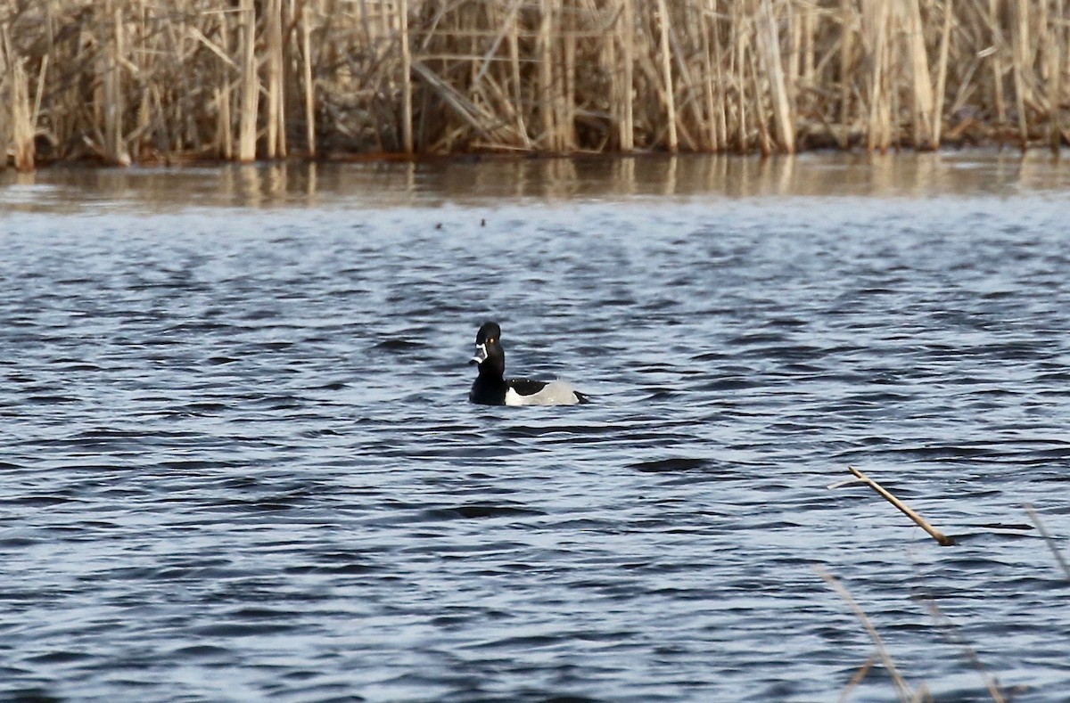 Ring-necked Duck - ML617068256