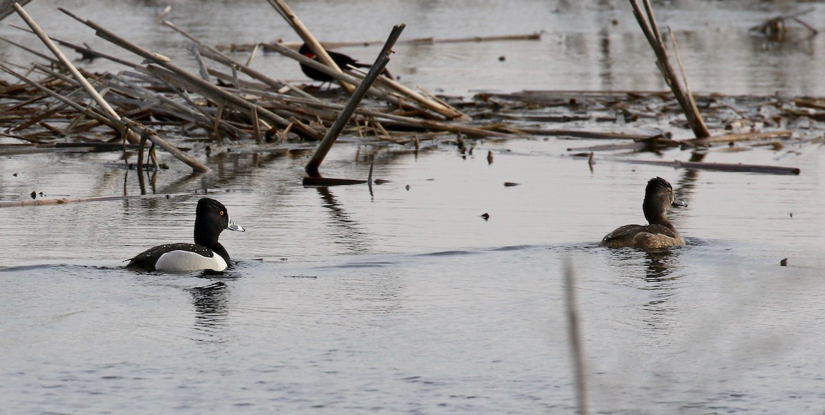 Ring-necked Duck - ML617068261