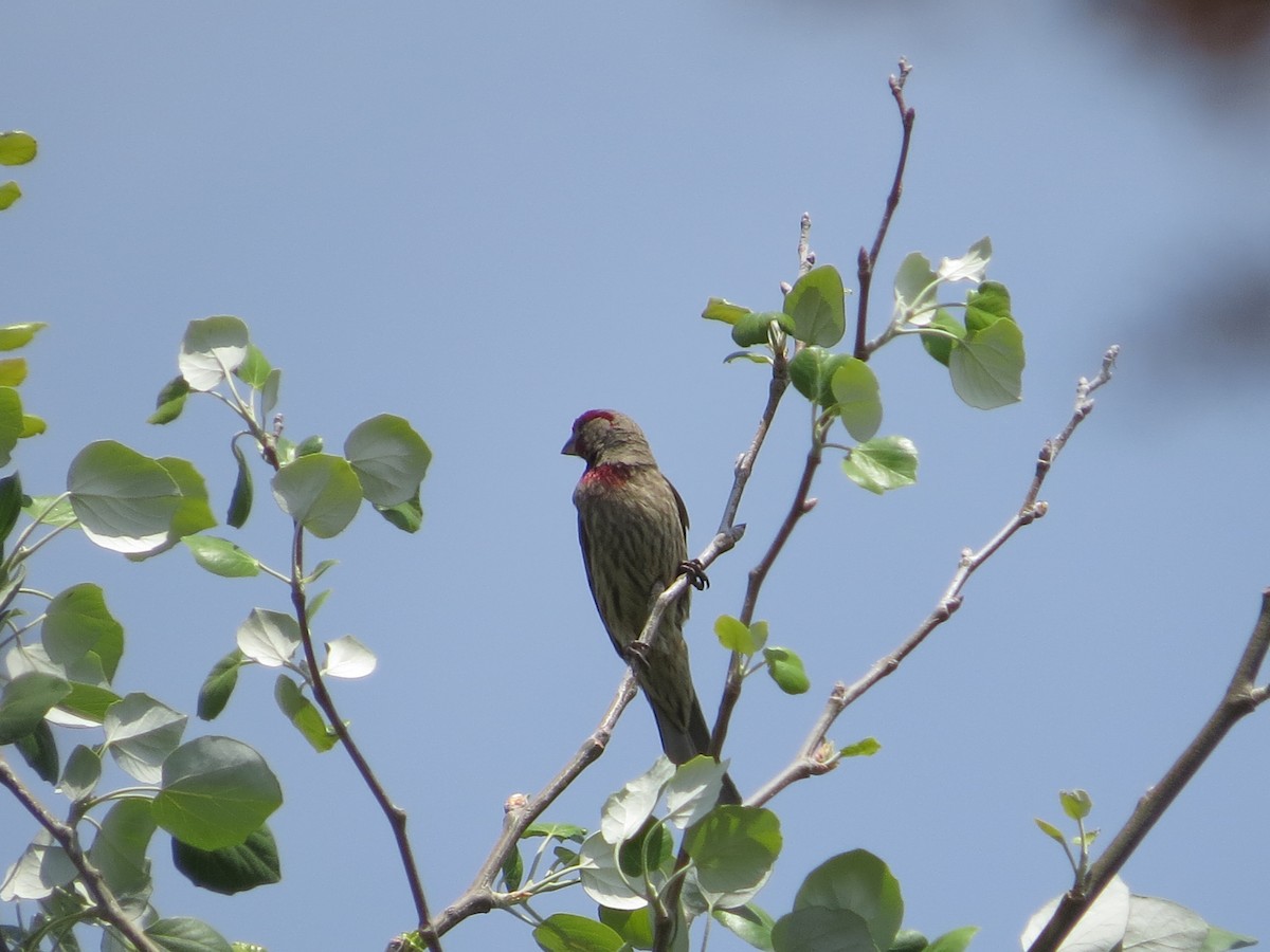 House Finch - ML617068281