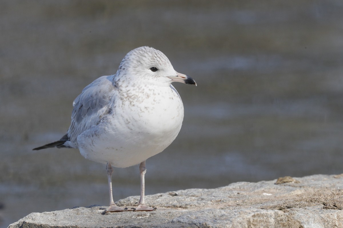 Ring-billed Gull - ML617068292