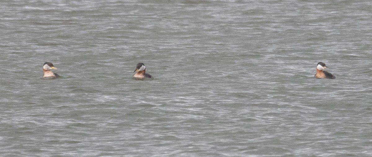 Red-necked Grebe - ML617068304