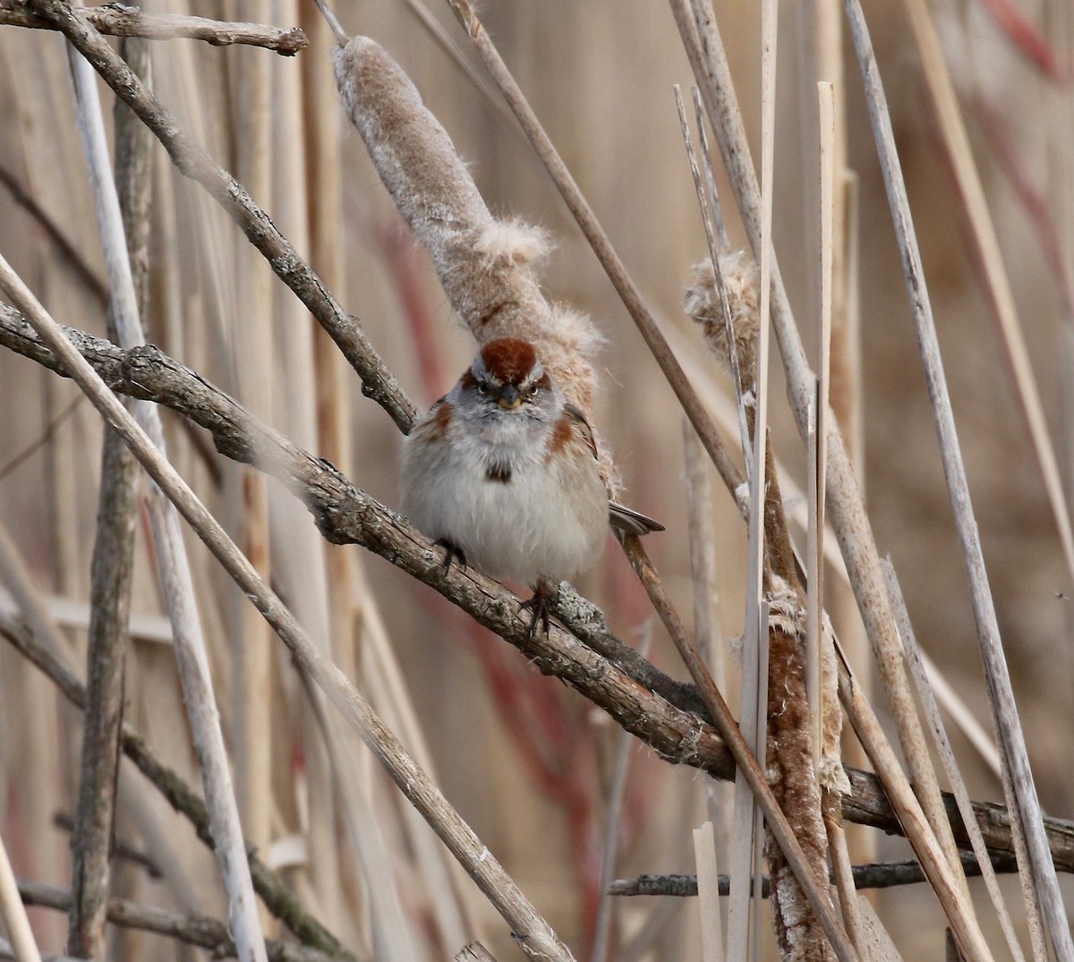 American Tree Sparrow - ML617068310