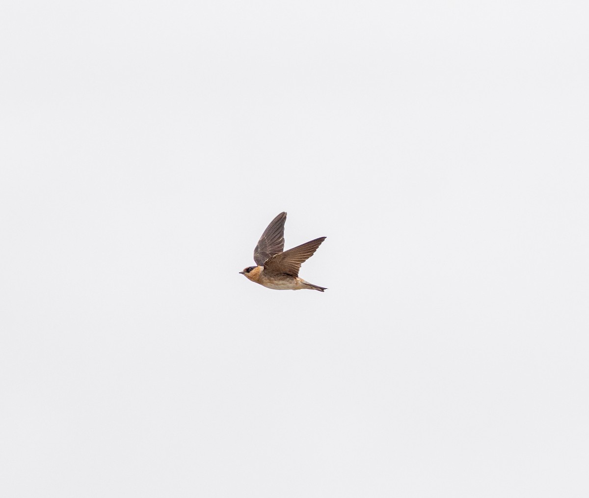 Cave Swallow - ML617068327