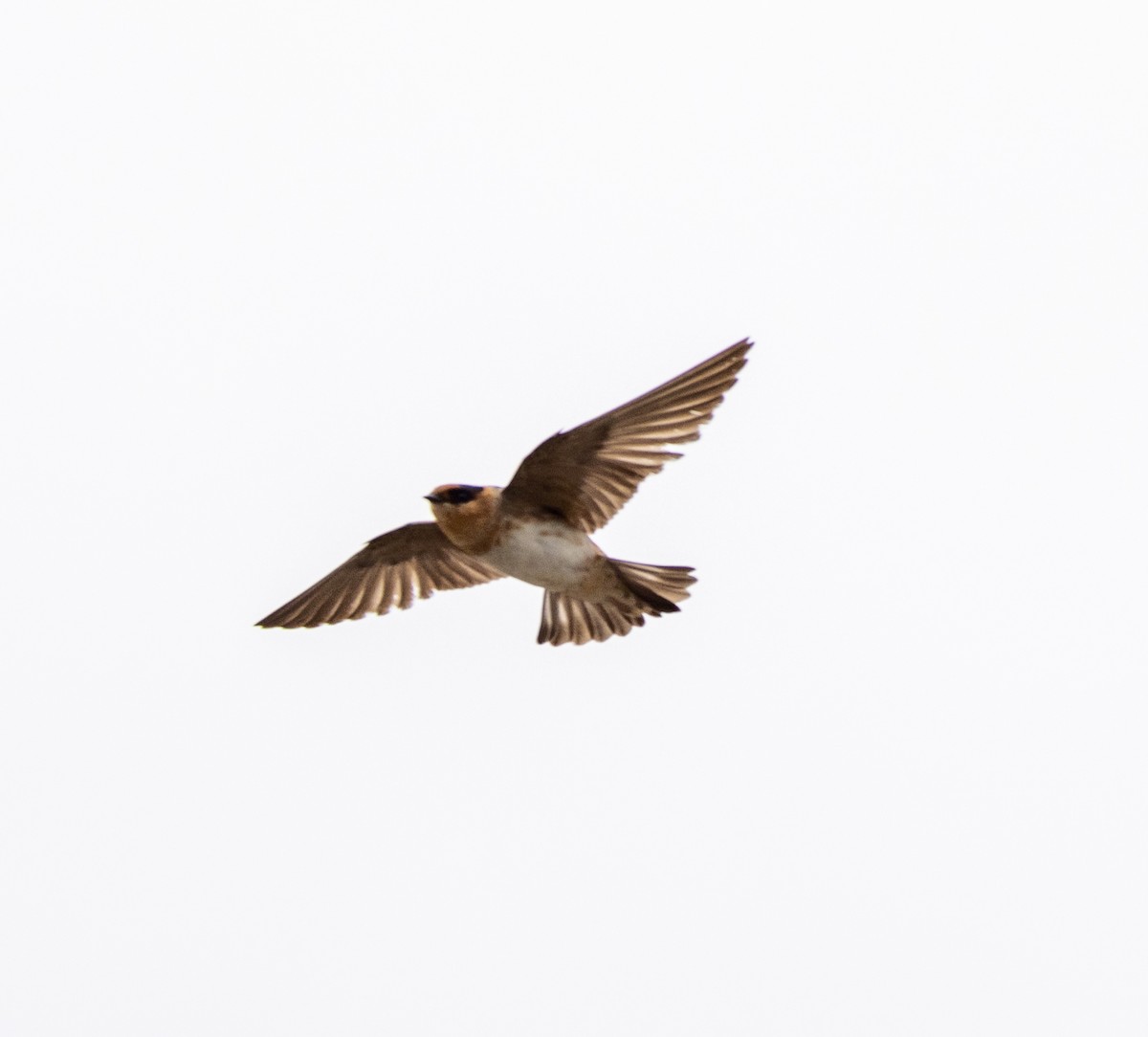 Cave Swallow - ML617068329