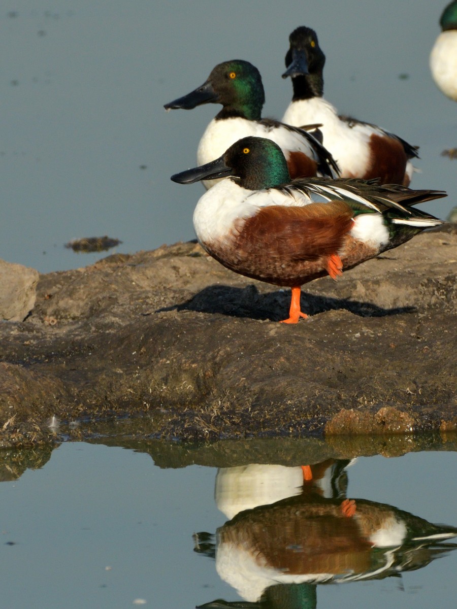 Northern Shoveler - ML617068347