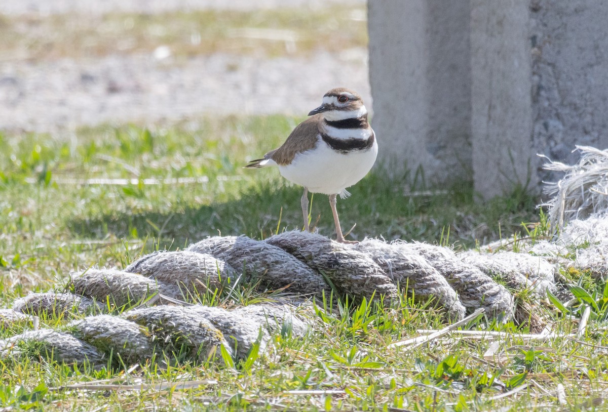 Killdeer - MCHL ____