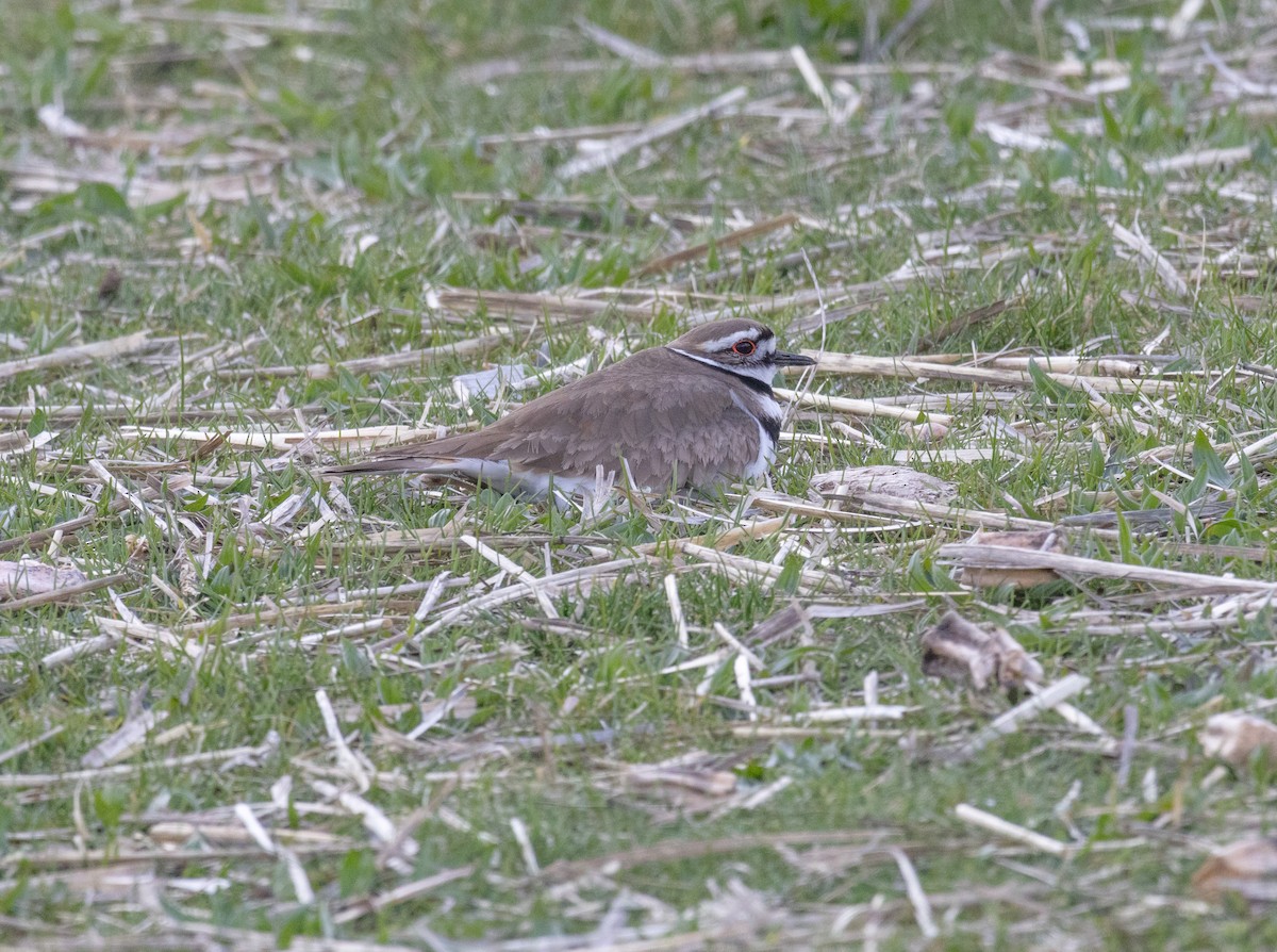 Killdeer - ML617068350