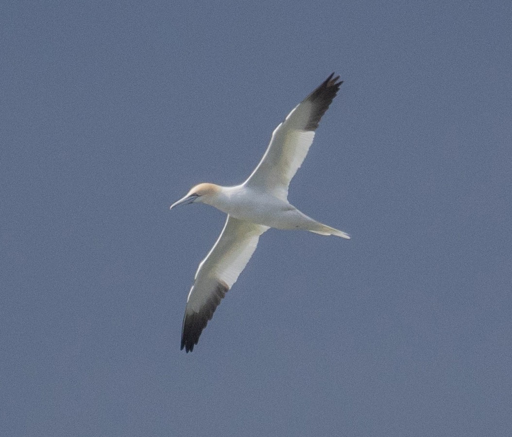 Northern Gannet - ML617068351