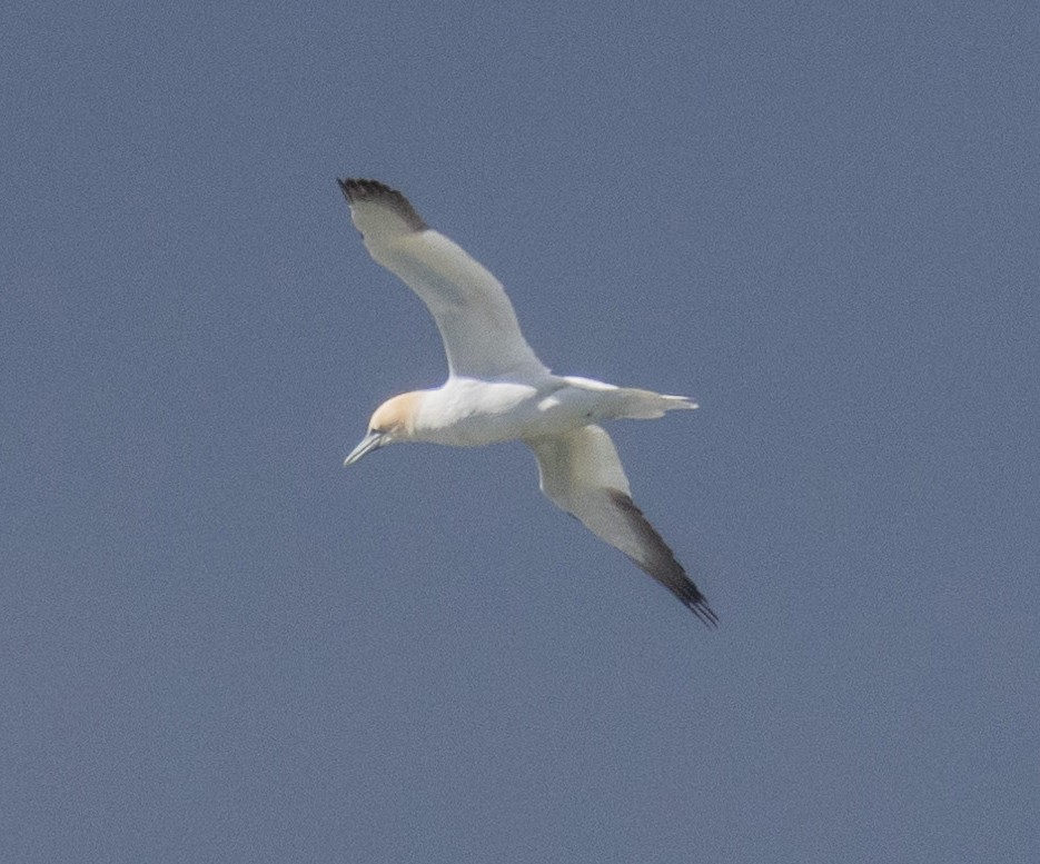 Northern Gannet - ML617068353