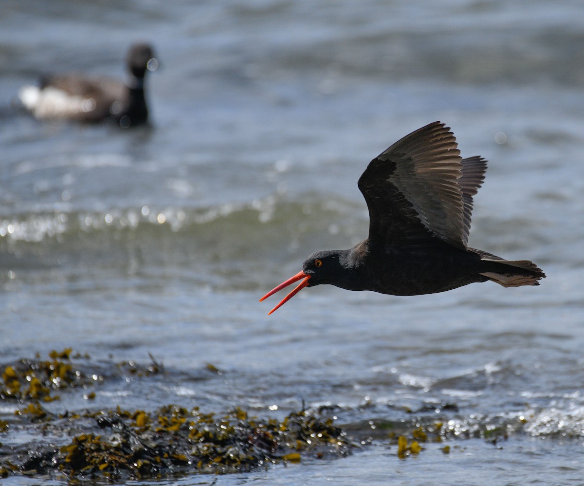 Black Oystercatcher - ML617068360