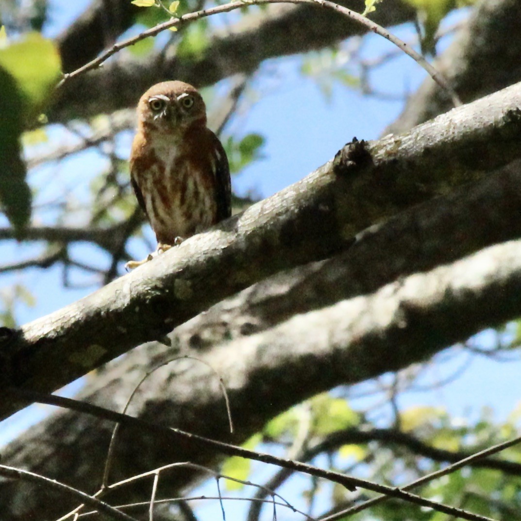 Cuban Pygmy-Owl - ML617068363