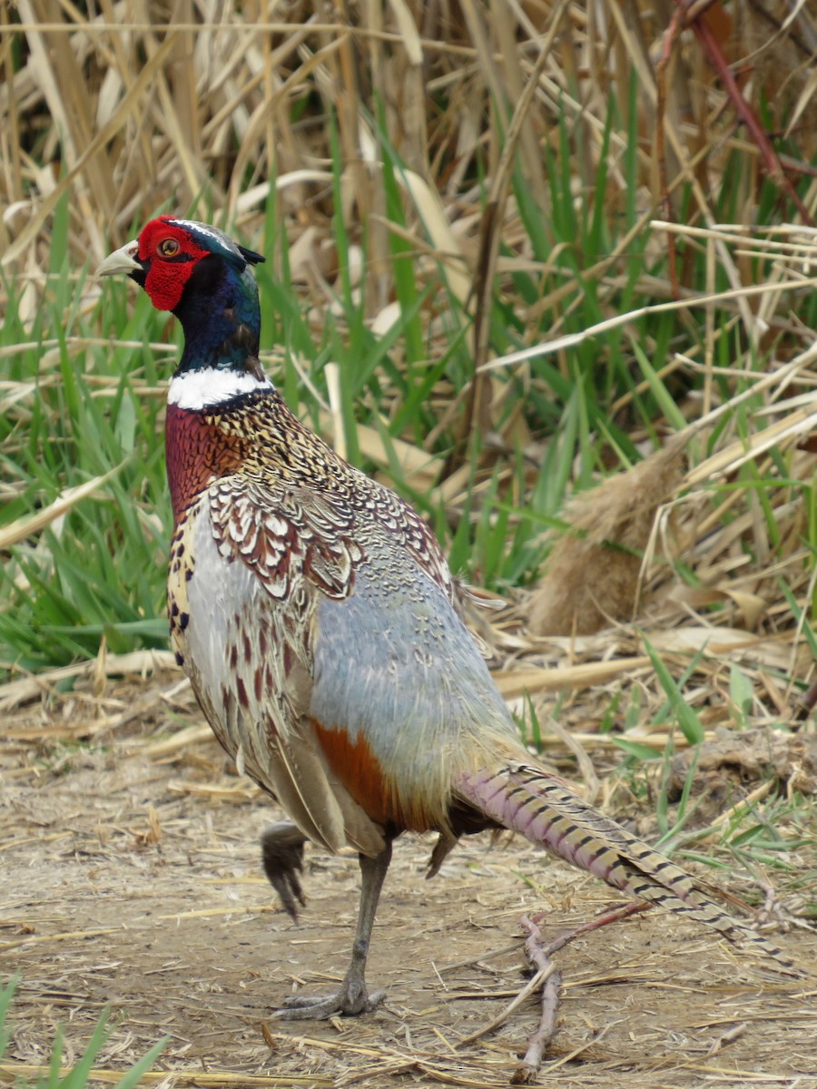 Ring-necked Pheasant - ML617068364