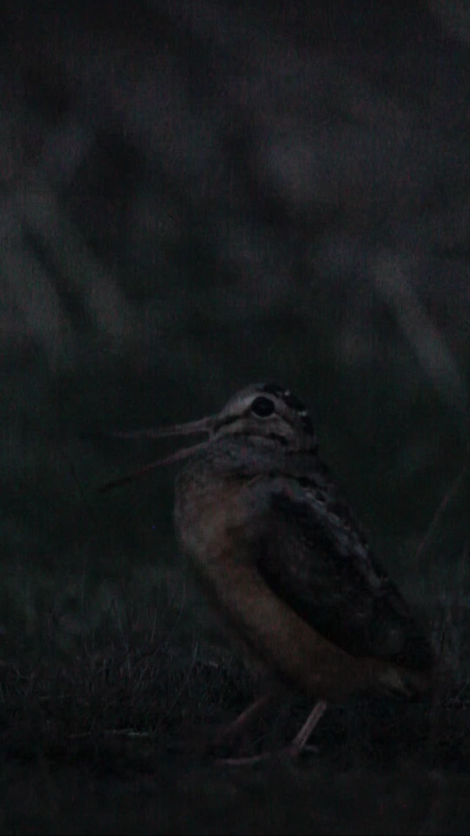 アメリカヤマシギ - ML617068467