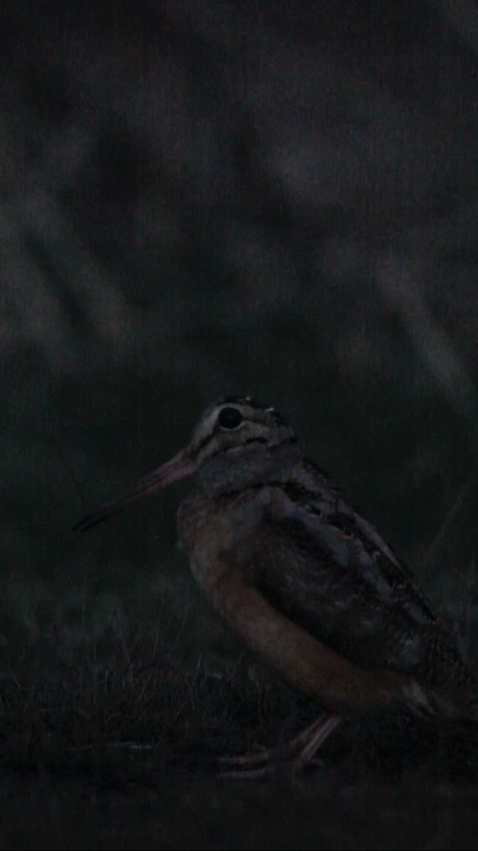 アメリカヤマシギ - ML617068468