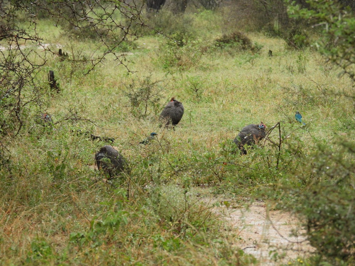 Helmeted Guineafowl - ML617068499