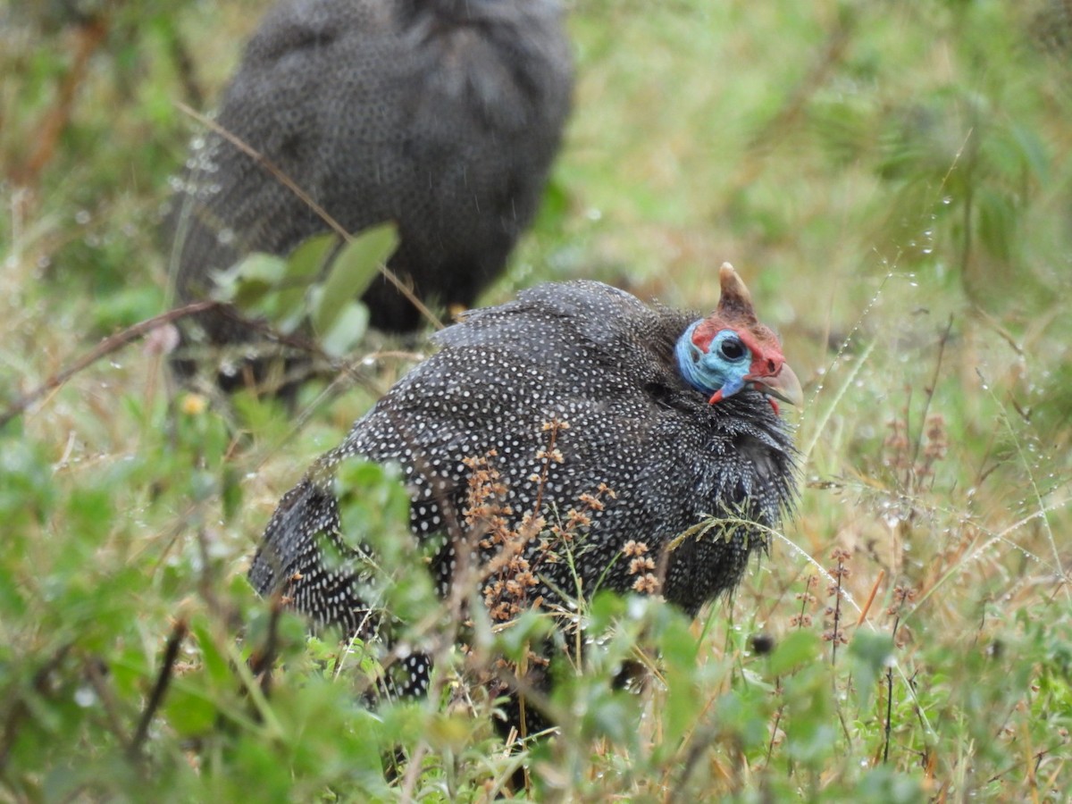 Helmeted Guineafowl - ML617068500