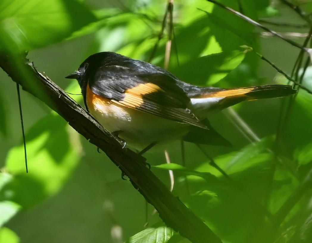 American Redstart - ML617068507