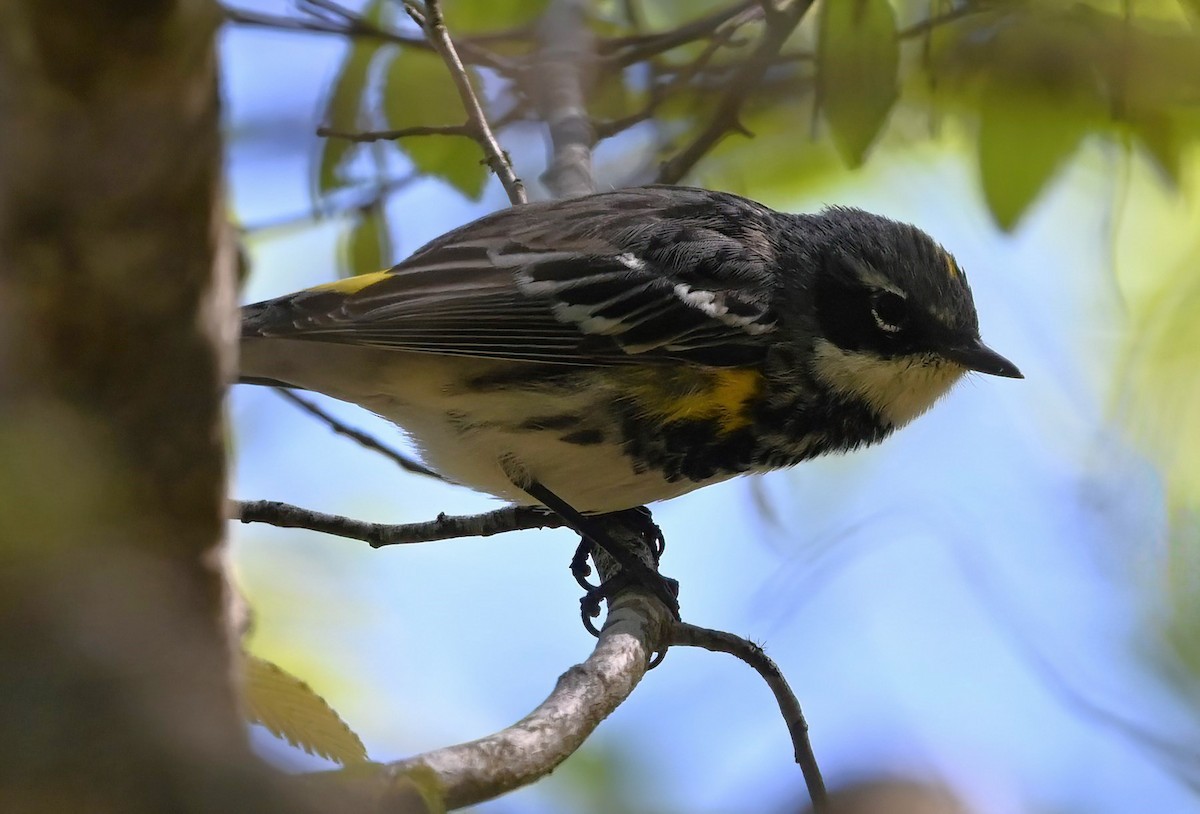 Yellow-rumped Warbler - Ann Stinely