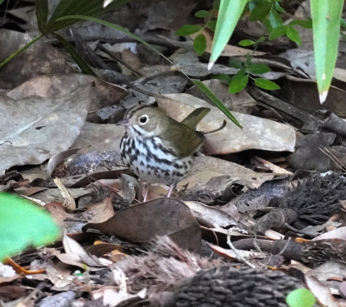 Ovenbird - Karen Stanmore