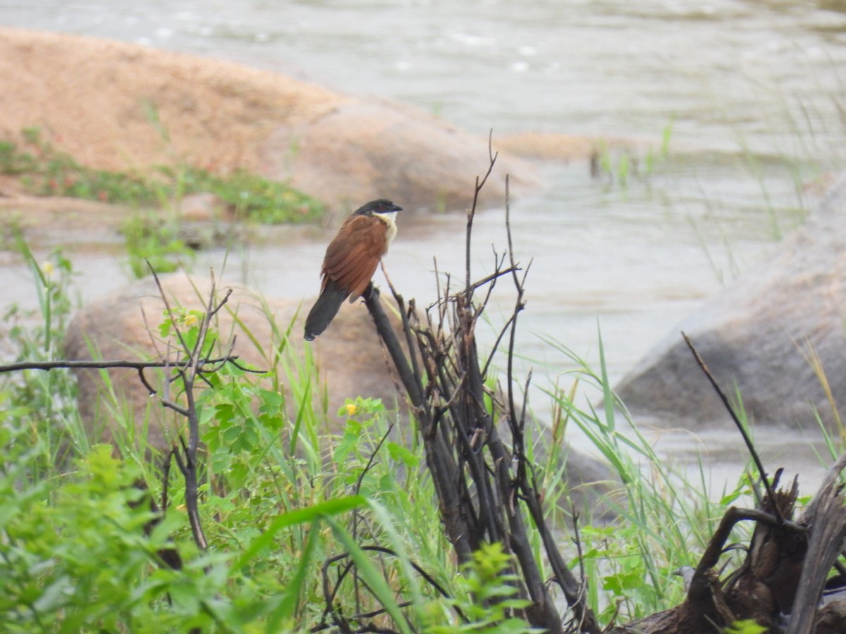 Coucal à sourcils blancs - ML617068543