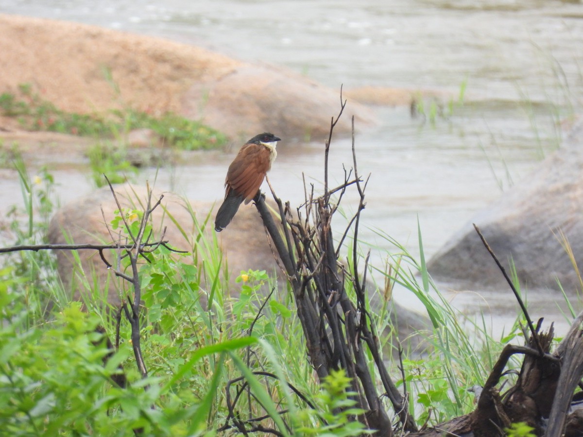White-browed Coucal - ML617068544