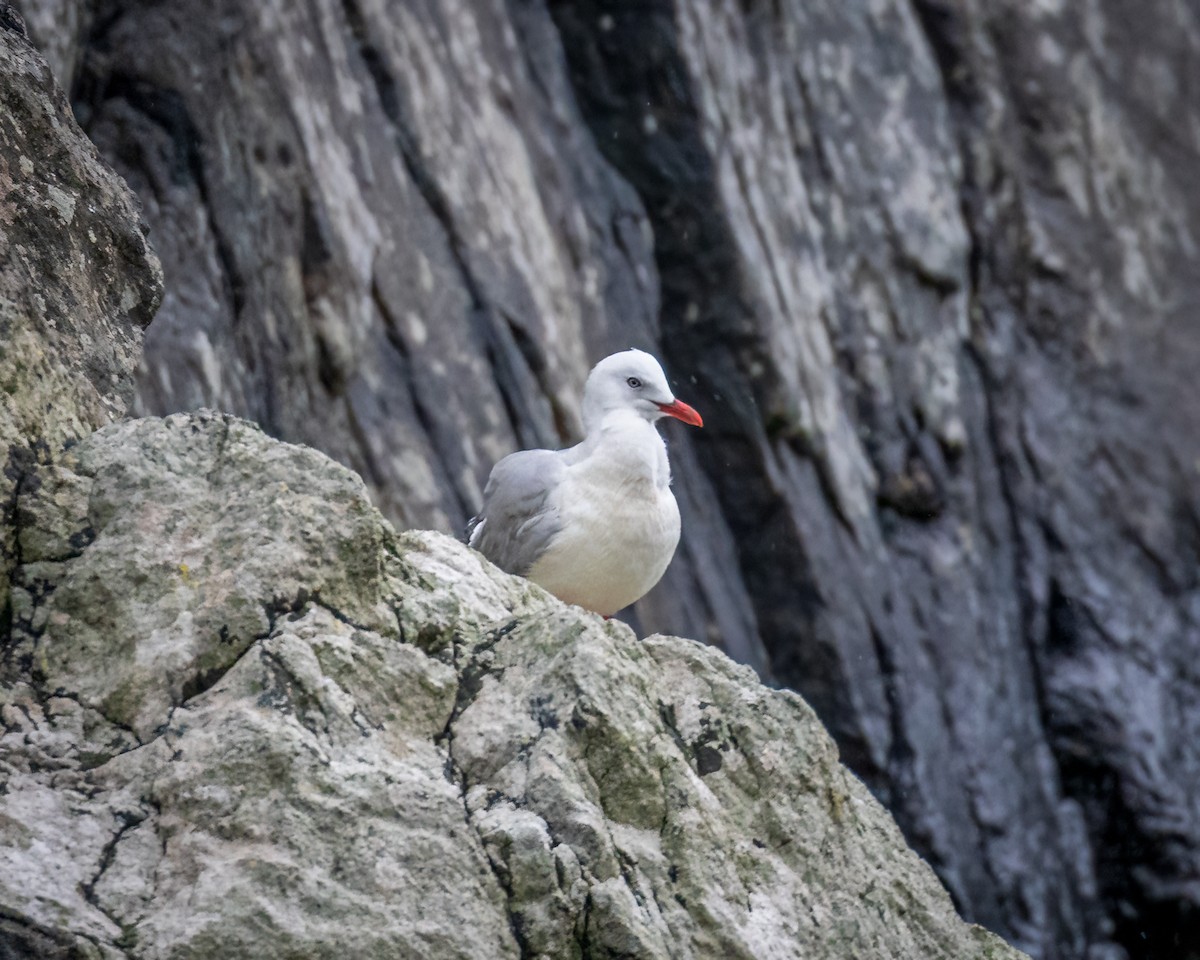 Silver Gull - ML617068552