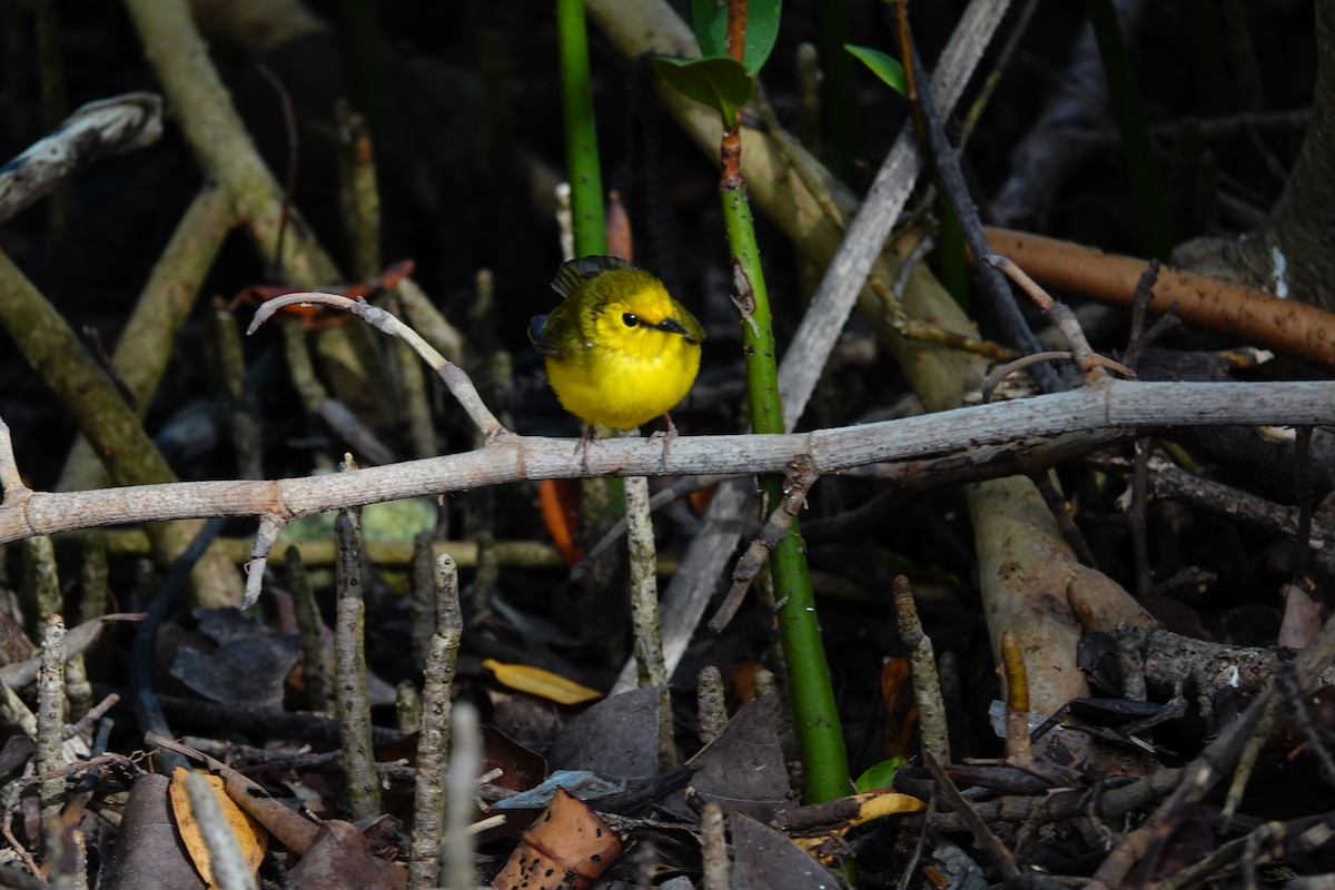 Hooded Warbler - ML617068554