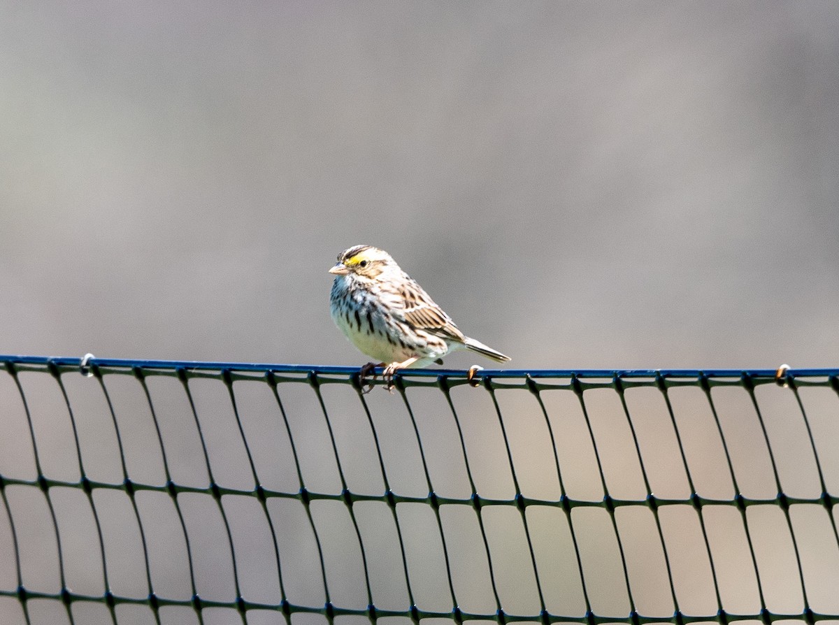 Savannah Sparrow - ML617068650