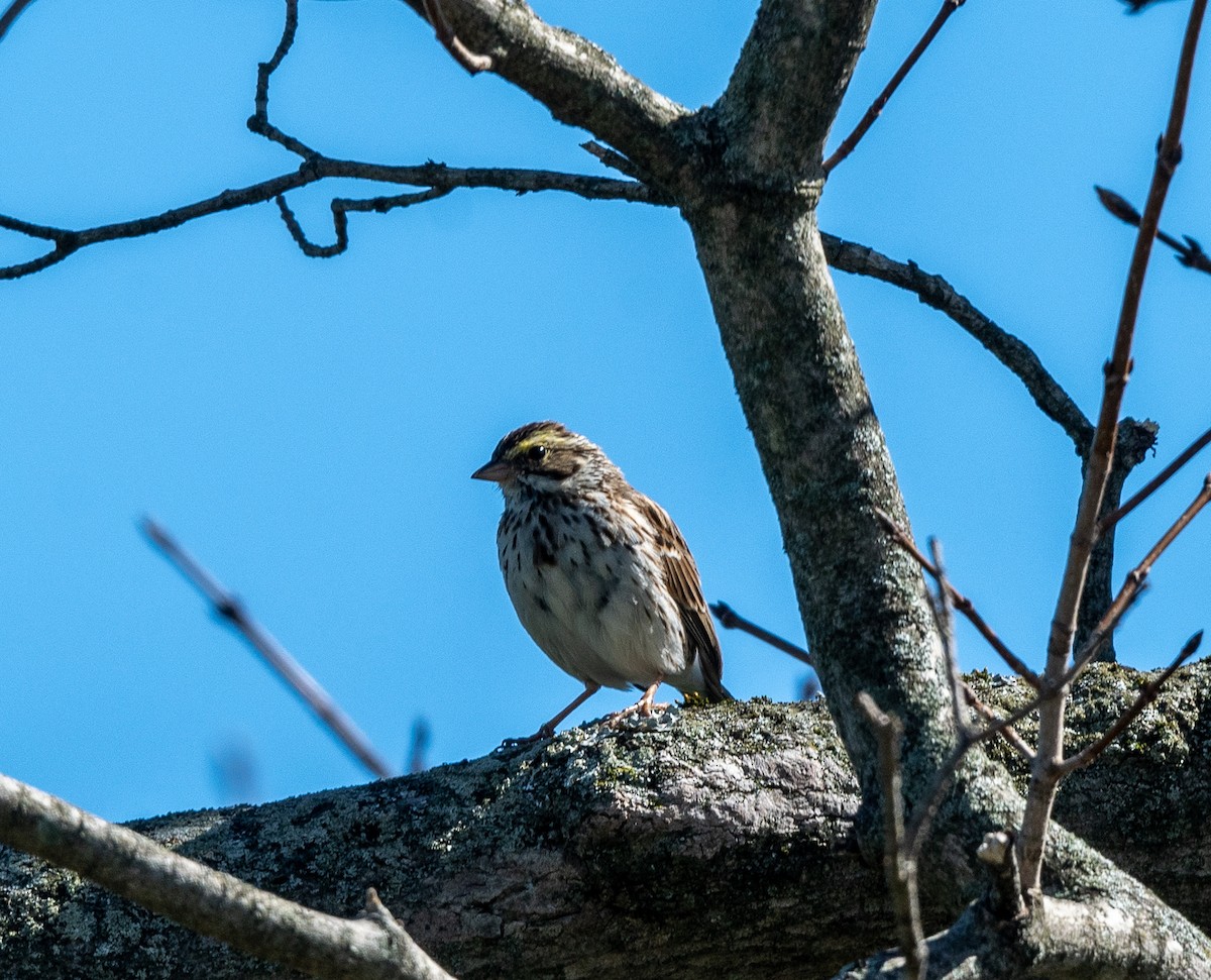 Savannah Sparrow - ML617068651