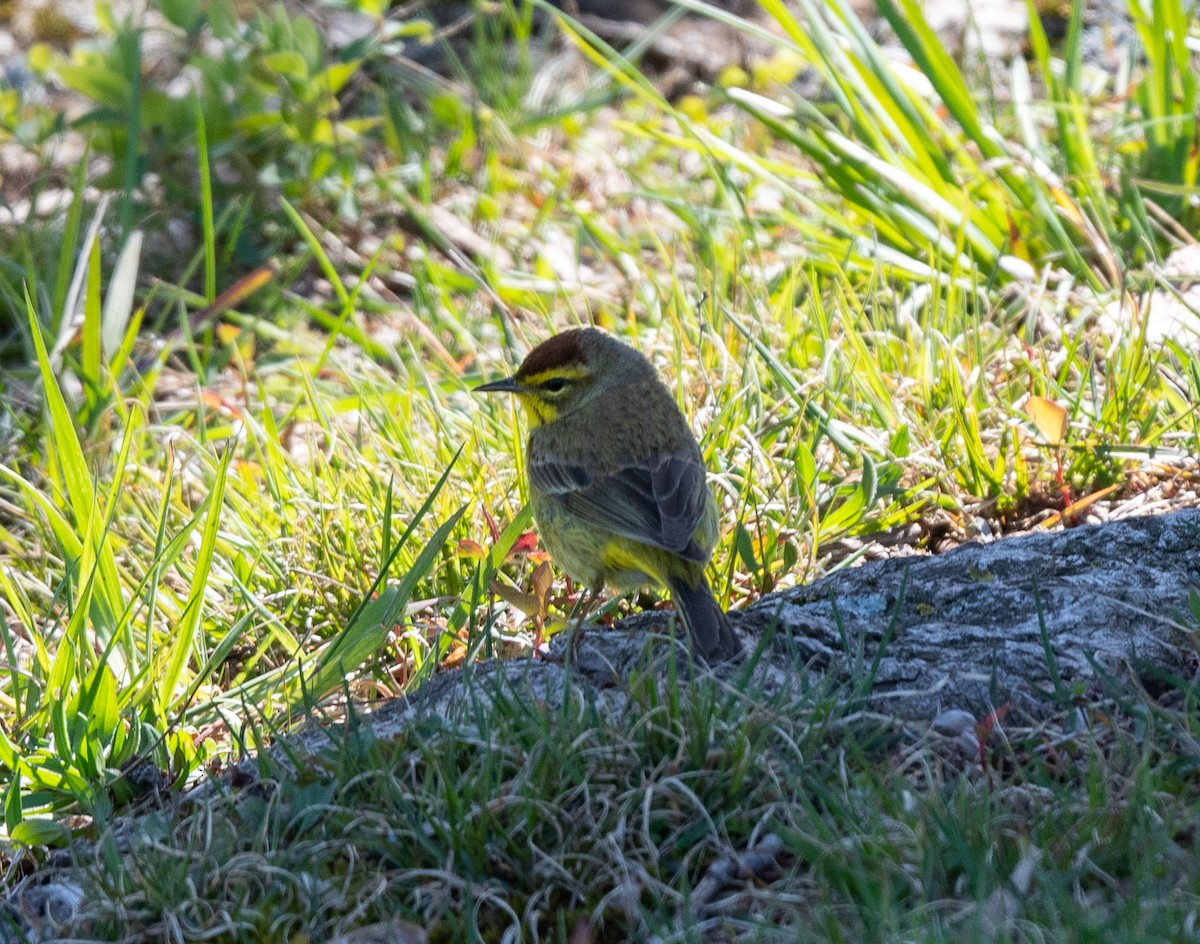 Palm Warbler - ML617068656