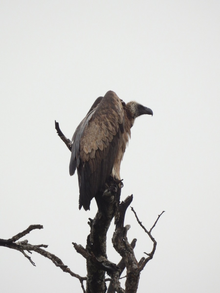 White-backed Vulture - James Schofield