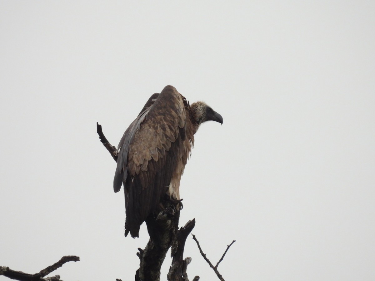 White-backed Vulture - James Schofield