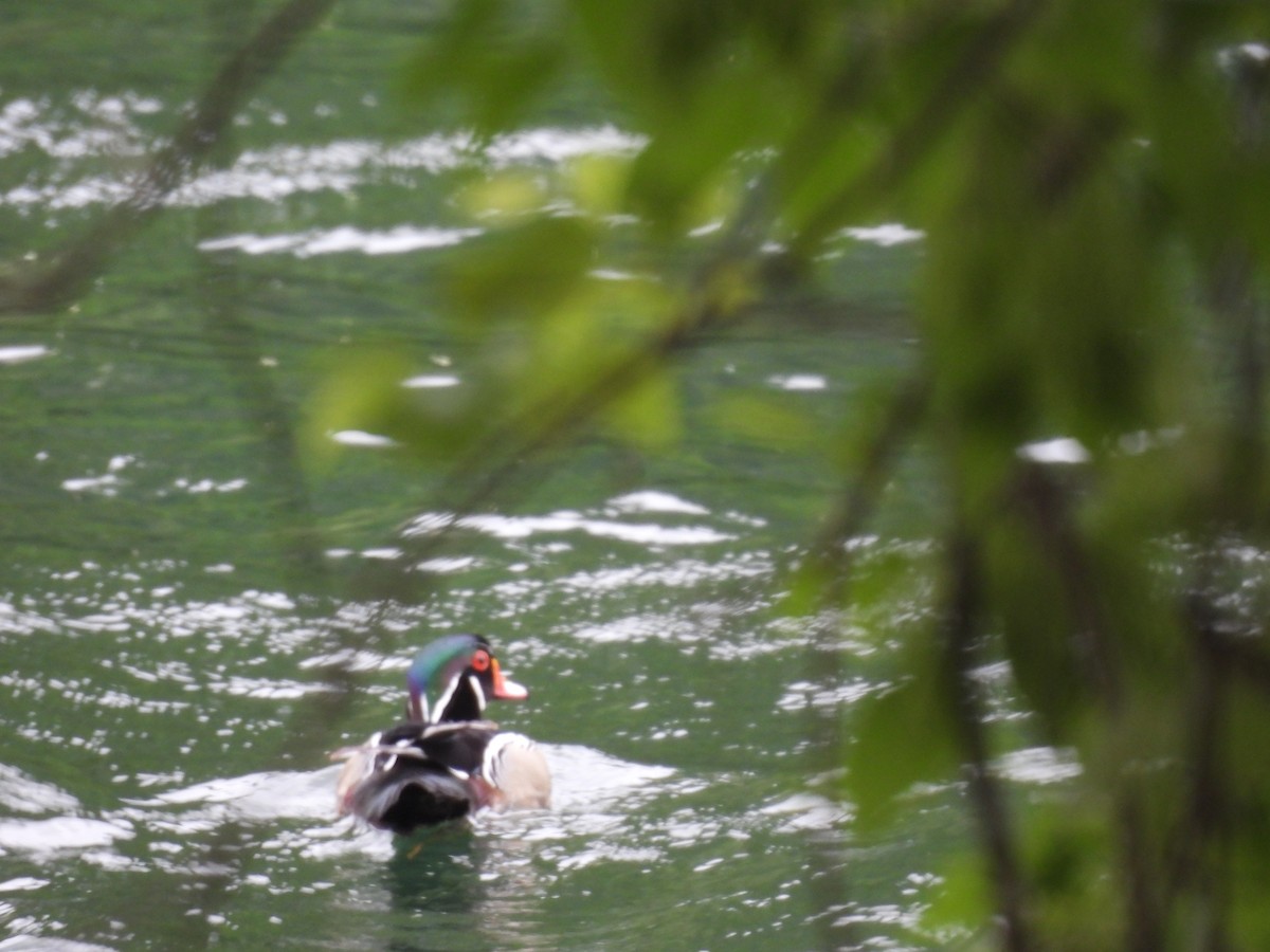 Wood Duck - ML617068697