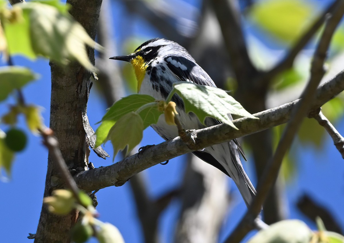 Yellow-throated Warbler - Ann Stinely