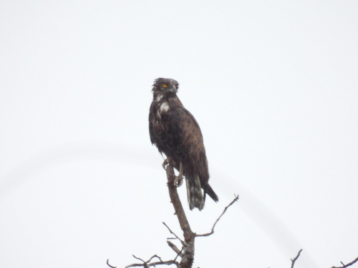 Brown Snake-Eagle - James Schofield