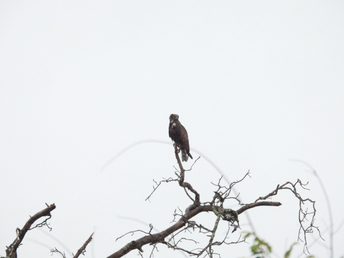 Brown Snake-Eagle - James Schofield