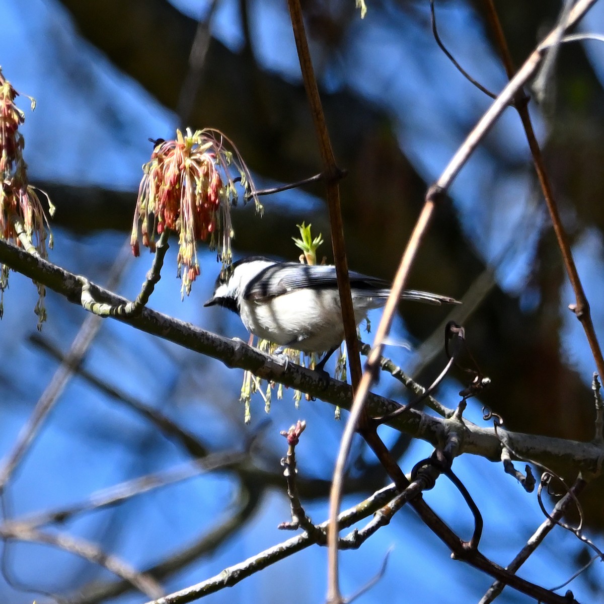 Carolina Chickadee - ML617068736