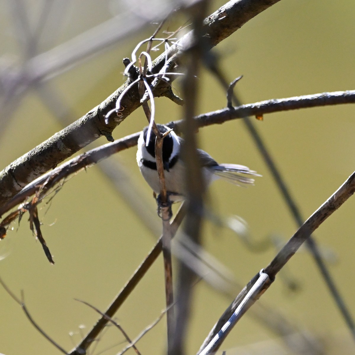 Carolina Chickadee - ML617068737