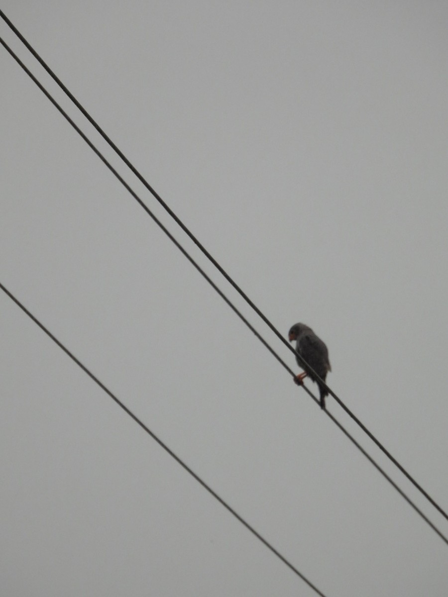 Dark Chanting-Goshawk - James Schofield